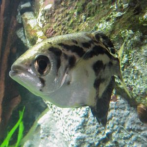 Burmese Archerfish