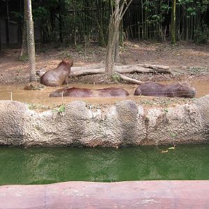 Capybara
