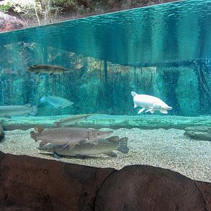 Alligator Gar tank