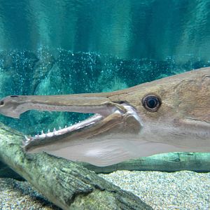 Alligator Gar