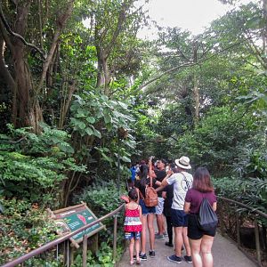 Squirrel Monkey Walkthrough