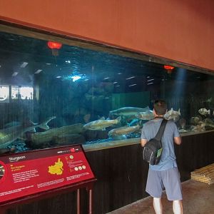 Sturgeon Tank