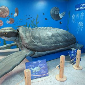 Archelon Turtle Model