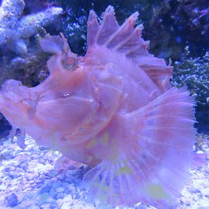 Eschmeyer's Scorpionfish
