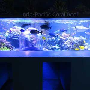 Indo-Pacific Coral Reef Exhibit