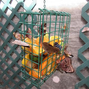 Butterfly House - Hanging Food Cage