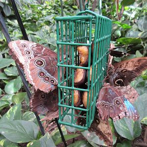 Butterfly House - Hanging Food Cage