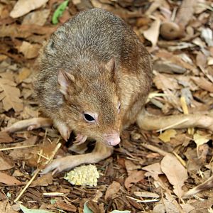 burrowing bettong or boodie (Bettongia lesueur)