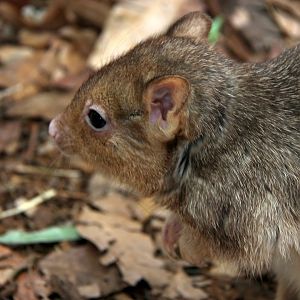 burrowing bettong or boodie (Bettongia lesueur)