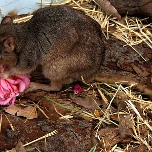 burrowing bettong or boodie (Bettongia lesueur)