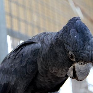 Forest Red-tailed Black Cockatoo (Calyptorhynchus banksii naso)