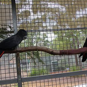 Forest Red-tailed Black Cockatoo (Calyptorhynchus banksii naso)