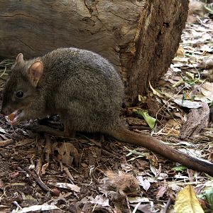 woylie or brush-tailed bettong (Bettongia penicillata)