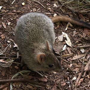 woylie or brush-tailed bettong (Bettongia penicillata)