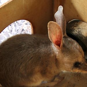 Greater Bilby (Macrotis lagotis)