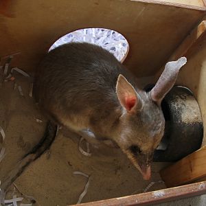 Greater Bilby (Macrotis lagotis)