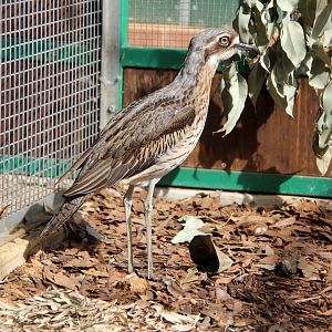 bush stone-curlew (Burhinus grallarius)
