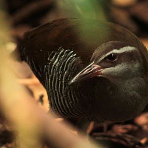 Aug. 2018 - Wings of the World - Guam Rail