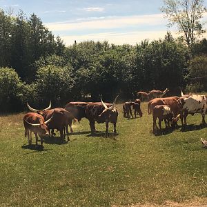 Watusi Cattle