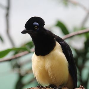Plush-Crested Jay