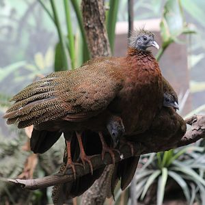 Malayan Great Argus Chicks