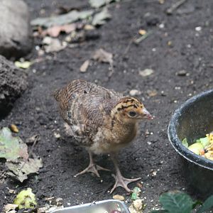 Northern Helmeted Curassow Chick