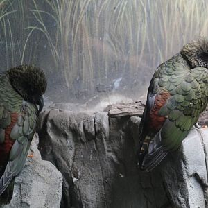 Kea Pair