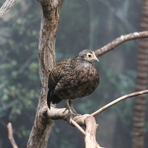 Female Green Junglefowl