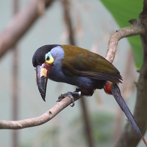 Plate-Billed Mountain-Toucan