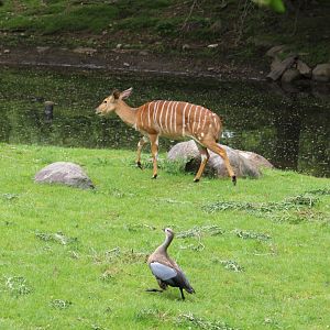 Goose Chasing Nyala