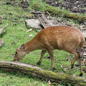 Indian Hog Deer