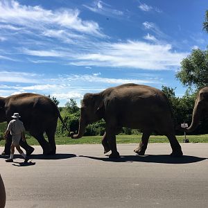 George, Opal, and Rose