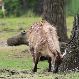 Himalayan Tahr
