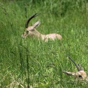 Slender-Horned Gazelle