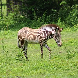 Grévy's Zebra Foal