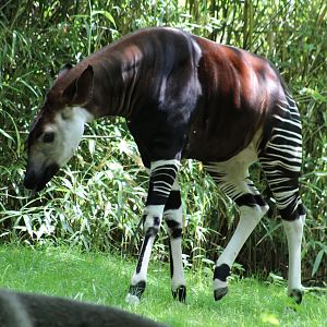 Okapi