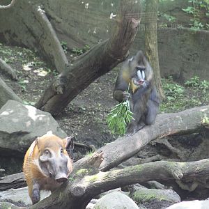 Red River Hog & Mandrill