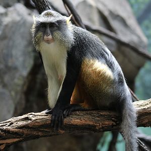 Wolf's Guenon