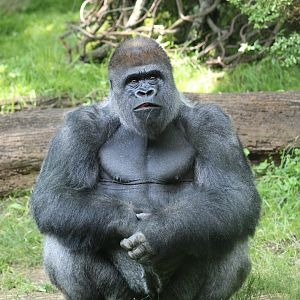 Western Lowland Gorilla