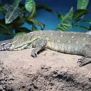 Nile Monitor