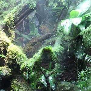 New Kihansi Spray Toad Enclosure