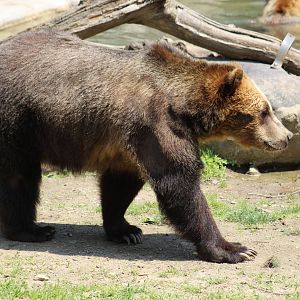 Sitka Brown Bear