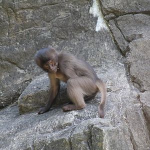 New Gelada  Baby