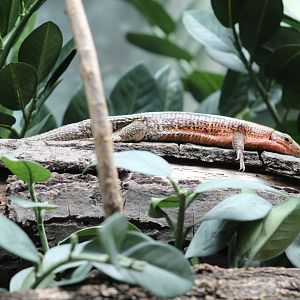 Four-Lined Girdled Lizard