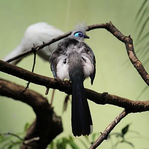 Crested Coua