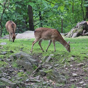 Formosan Sika Deer