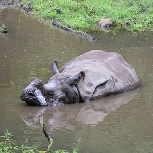 Indian Rhinoceros