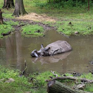 Rhino in Wallow