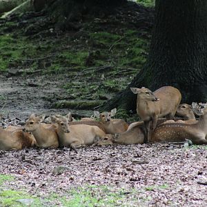 Indian Hog Deer Herd