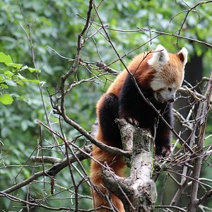 Western Red Panda